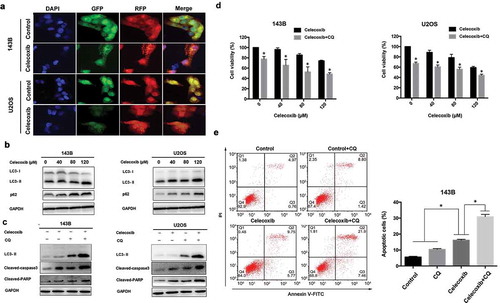 Figure 3. Celecoxib activates autophagy in OS cells. (a) OS cells stably expressing mRFP-GFP-LC3 were treated with control and the indicated concentrations of celecoxib for 24 h. Representative images showed mRFP-LC3 and GFP-LC3 puncta. (b) Cells were treated with various concentrations of celecoxib for 48h, autophagy-associated protein LC3 and p62 were detected by western blot analysis. (c)143B and U2OS were pre-treated with CQ (20 µM) for 2h and incubated with celecoxib (120 µM) for 24 h, the expression level of LC3, cleaved PARP and cleaved-caspase 3 were assessed by western blot analysis. (d)143B and U2OS were pre-treated with CQ (20 µM) for 2 h and incubated with celecoxib (120 µM) for 24 h, CCK-8 assay was performed to analyzed cell proliferation. (e) 143B were pre-treated with CQ (20 µM) for 2 h and incubated with celecoxib (120 µM) for 24 h, Annexin V/PI staining followed by flow cytometry was adopted to evaluate the apoptosis cells. *p < 0.05, significantly different compared with control.