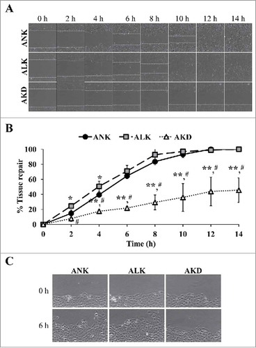 Figure 4. Tissue repair. (A): The cell monolayers were subjected to evaluation of tissue repair activity using scratch assay. Original magnification of 40X in all panels. (B): Percentage of tissue repair was calculated as detailed in “Materials and Methods.” Quantitative data are presented as mean ± SD of 3 independent experiments. * = p < 0.05 vs. ANK; ** = p < 0.01 vs. ANK; # = p < 0.01 vs. ALK. (C): Zoom-in image of the border of the scratched wound to demonstrate protrusion of the cells in ANK and ALK groups to close the wound. Original magnification of 400X in all panels.