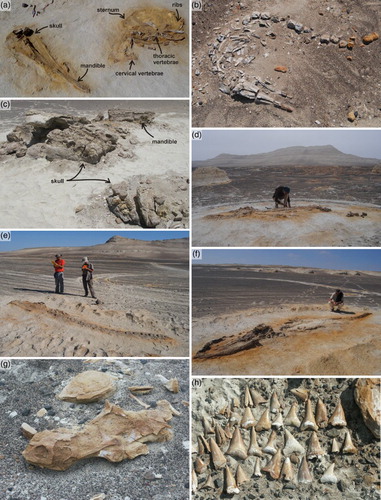 Figure 5. Fossil vertebrates from the Pisco Formation in Cerro Colorado. (a) Partially articulated skeleton of the ziphiid M. gregarius. (b) Complete and articulated skeleton of a kentriodontid-like delphinoid. (c) Skull and mandible of the holotype of the physeteroid L. melvillei. (d), (e), and (f) Complete and articulated skeletons of cetotheriid mysticetes. (g) Skull and partial skeleton of the sea turtle P. urbinai. (h) Several associated shark teeth belonging to the same individual of C. hastalis.