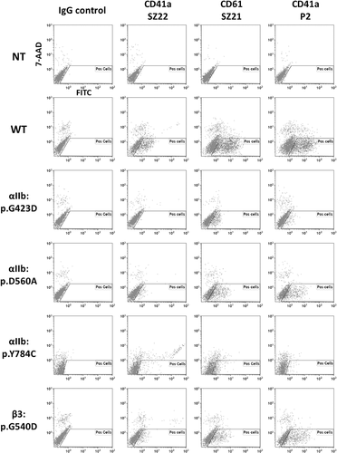 Figure 1. Flow cytometry analysis of mutant complexes expressed in mammalian cells in culture. Transiently transfected HEK-293 cells expressing the WT or the αIIb:p.Gly423Asp, p.Tyr784Cys, p.Asp560Ala or the β3p.Gly540Asp mutant forms of αIIbβ3 were tested by flow cytometry using Moabs SZ22, SZ21 and P2 (directed to αIIb, β3 and αIIbβ3, respectively) or irrelevant mouse IgG. Untransfected cells (NT) were used as control. Following Moab incubation, bound IgGs were detected by using a polyclonal goat anti-mouse IgG conjugated to FITC. Washed cells were analyzed on a Navios flow cytometer. The results shown are representative of 3 experiments. The αIIb:p.Gly423Asp mutant form of αIIbβ3 was expressed in Cos-7 cells whereas WT and other αIIbβ3 mutants were expressed in HEK-293 cells. Untransfected or WT αIIbβ3 transfected Cos-7 cells gave similar results to those obtained with HEK-293 cells (not shown). The “Pos cell” gate allowed selecting live cells negative for the 7-AAD labeling.