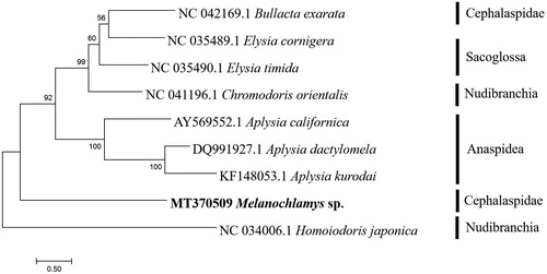 Figure 1. Phylogenetic tree based on the ML analysis of the whole mitochondrial genome of Opisthobranchia.