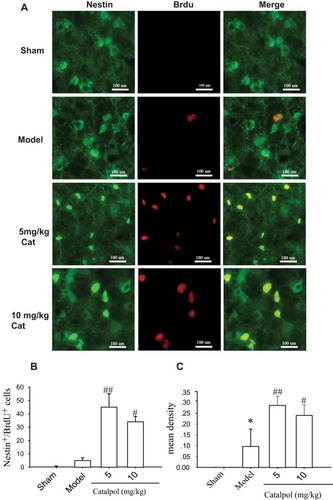 Figure 1 Catalpol promoted neurogenesis in the ischemic boundary of the ipsilateral rat cortex. (A) The effects of catalpol on neurogenesis were indicated by double-staining for Nestin, a marker of neuronal progenitor cells, and BrdU, a marker of cell proliferation. Co-labeling of Nestin (green) and BrdU (red) demonstrated neurogenesis in the cortex ipsilateral to pMCAO after 7 days in each group. Co-localization of Nestin and BrdU in yellow is shown by the arrow (400×, bar = 100 μm). The number (B) and mean density (C) of cells co-labeled with Nestin and BrdU. *p < 0.05 vs. sham, #p < 0.05 vs. model, ##p < 0.01 vs model.