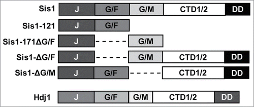Figure 1. Primary structure diagrams of Sis1 and Hdj1 (DNAJB1) expression constructs described in this manuscript. Protein regions are denoted using the following notation: J, J-domain; G/F, glycine/phenylalanine-rich region; G/M, glycine/methionine-rich region; CTD1/2, C-terminal peptide-binding domains I and II; DD, dimerization domain.Citation1,27 Dashed lines indicate where a region had been deleted.