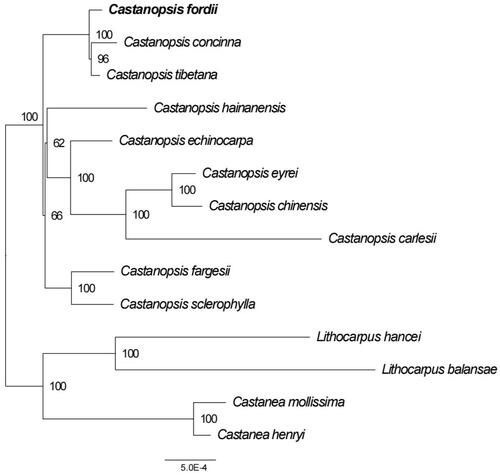 Figure 3. The ML phylogenetic tree based on fourteen complete chloroplast genomes. Maximum-likelihood phylogenetic tree was constructed by GTRCATI Model of RAxML based on complete cp genomes. The sequence type is the nucleotide sequence of the conservative coding gene. The bootstrap check value is 100. Numbers close to each node are bootstrap support values. Accession number: Castanopsis concinna KT793041.1 (Shi et al. Citation2022), Castanopsis hainanensis MG383644.1 (Ogoma et al. Citation2022), Castanopsis fargesii NC_047230.1 (Li et al. Citation2022), Castanopsis carlesii NC_057119.1 (Wang et al. Citation2022), Castanopsis sclerophylla MT627605.1 (Miao et al. Citation2020), Castanopsis echinocarpa NC_023801.1 (Guo et al. Citation2022), Castanopsis tibetana ON710842 (Sanchez-Puerta and Abbona Citation2014), Castanopsis eyrei ON550006, Castanopsis chinensis ON500675, Castanopsis fordii ON710841 (Li et al. Citation2022), Lithocarpus balansae KP299291.1 (Shi et al. Citation2022), Castanea henryi KX954615.1 (Shi et al. Citation2022), Castanea mollissima NC_014674 (Jansen et al. Citation2011), Lithocarpus hancei MW375417.1 (Shi et al. Citation2022). Castanopsis eyrei and Castanopsis chinensis have no publications and can only cite the sequences by accession numbers.