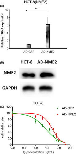 Figure 5. Effect of NME2 overexpression on cell survival. HCT-8 cell line with NME2 overexpression and with stable GFP overexpression served as a control. (A) Relative levels of NME2 mRNA were analysed by qRT-PCR in HCT-8 cells after different treatments. (B) Protein level of NME2 was analysed by Western Blotting in HCT-8 cells after different treatments. (C) Inhibitory effects of various concentrations of 5-FU on HCT-8 cells by different treatments. **p < .01.