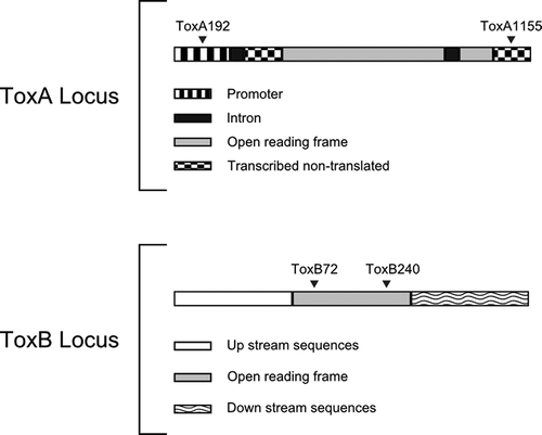 Fig. 2. Diagram of the ToxA and ToxB loci in Pyrenophora tritici-repentis. The arrows indicate the primer sites.