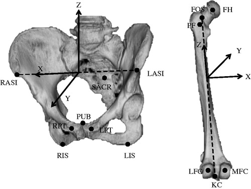 Figure 1. RPs and coordinate systems for pelvic and femoral bone. RASI and LASI, right and left anterior iliac spines; RPT and LPT, right and left pubic tubercles; RIS and LIS, right and left distal-most points of the ischium; PUB, midpoint of the pubic symphysis; SACR, sacral midpoint for the pelvic frame; FH, center of the femoral head; FOS, pyriform fossa; PF, posterior-most point of the proximal femur; MFC and LFC, medial and lateral posterior condyles; KC, knee center for the femoral frame.