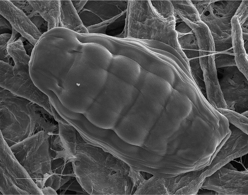 Figure 2 Scanning Electron Microscopy picture of an anhydrobiotic bdelloid rotifer(Macrotrachela quadricornifera) on filter paper, contracted in the typical “tun” shape. (Photo courtesy of Giulio Melone.) Scale bar: 20 µm.