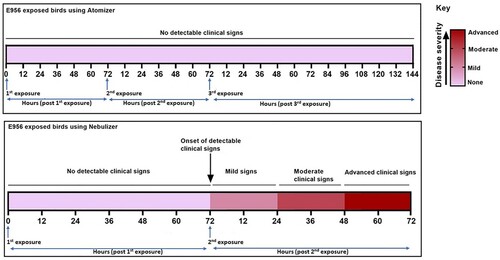 Figure 4. Clinical progression of disease in birds after APEC exposure.Note: Clinical signs observed in birds throughout the duration of the experiment were defined as mild, moderate or advanced, and were shaded in increasing intensity as illustrated in the key. No detectable clinical signs were observed in birds exposed to APEC E956 via the atomizer, whilst the clinical signs 72 h after exposure to APEC E956 using the nebulizer progressed from mild to advanced.