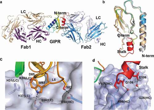 Figure 3. Ternary complex structure of mouse GIPR with Fab1 and Fab2. (A) Overall structure of the ternary complex. GIPR ECD is shown in cartoon representation and colored in rainbow scheme with N-terminus in blue and C-terminus in red. Fab1 is shown in cartoon representation and colored purple for heavy chain and wheat for light chain. Fab2 is shown in cartoon representation and colored blue for heavy chain and light blue for light chain. (B) Overlay of GIPR ECD in the ternary complex structure with Fab2 and Fab1 (rainbow color), in the binary complex with Fab1 (wheat) and in the complex structure with GIP (white). (C) and (D). Detailed interactions in the interface between GIPR ECD and Fab2. The proteins are colored as in (A). The interface residues are shown in sticks. Fab2 surface is colored in light blue