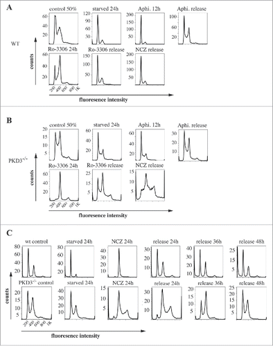 Figure 2. Propidium iodide (PI) based analysis of the cell cycle of wildtype and PKD3 deficient MEFs: (A) Wild type MEFs were seeded and starved for 24 h at 50% confluence followed by an incubation with aphidicoline for 24 h and released for another 12 h. Alternatively aphidicoline treated MEFs were incubated with RO-3306 for 24 h and released for 12 h or treated with nocodazole for 24 h before the release (16 h). Individual PI stainings of each step are shown, with each labeled on top of the graph. (B) PKD3 deficient MEFs were treated the same way and analyzed accordingly. (C) Detailed analysis of wild type and PKD3 deficient MEFs after nocodazole treatment. Individual steps are indicated on top of the graphs. For all assays, multiple independent experiments were performed which all showed similar results.