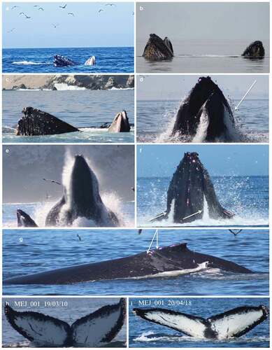 Figure 2. Lunge feeding and trap feeding behaviors by two photo-identified humpback whales as documented off the Mejillones Peninsula, northern Chile. (A) One of the whales observed trap feeding during first day of observation (10 March 2019) with mouth kept open for longer than 4 seconds. Peruvian anchovy at the surface were herded towards its mouth with pectoral fins. (B) The same two humpback whales observed on a second day (12 March 2019) performing trap feeding behavior on schools of Peruvian anchovy. The whales remained in parallel position at the surface with mouths wide agape. (C) Trap feeding by the same two individuals recorded on a third day (16 March 2019). (D) Lunge feeding performed by the same two whales on 17 March 2019. Note anchovies (white arrow) escaping from one whale’s mouth. (E) Lunge feeding observed off Mejillones Peninsula on 17 March 2019. Whales emerged in synchrony, one exposing one third of body while the other engaged in lateral lunge feeding. Seabirds fed on anchovies herded to the surface. (F) Lunge feeding documented for the last time (23 March 2019). White arrows indicate how the whale forcefully expels water through the baleen by closing its mouth. (G) Propeller scars of the bigger humpback whale encountered off Mejillones Peninsula. Note abundant grey gulls hovering above the whale. (H) The individual performing lunge and trap feeding in March 2019 was (I) recaptured and seen lunge feeding in April 2020