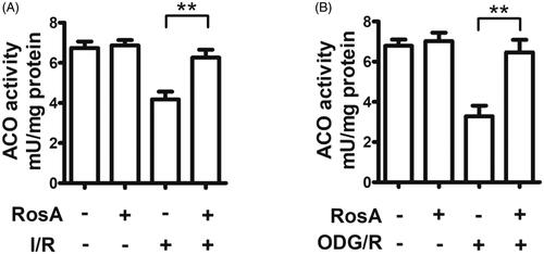 Figure 7. Effects of RosA on oxidative inactivation of ACO. (A) Statistical results of RosA reducing the oxidative inactivation of ACO activity in myocardial I/R area. (B) Statistical results of RosA reducing the oxidative inactivation of ACO activity after OGD/R injury in cells. Data are expressed as the mean ± S.D. (n = 3). Significance was determined by ANOVA followed by Tukey’s test. **p < 0.01 vs. Vehicle + I/R or Vehicle + OGD/R.