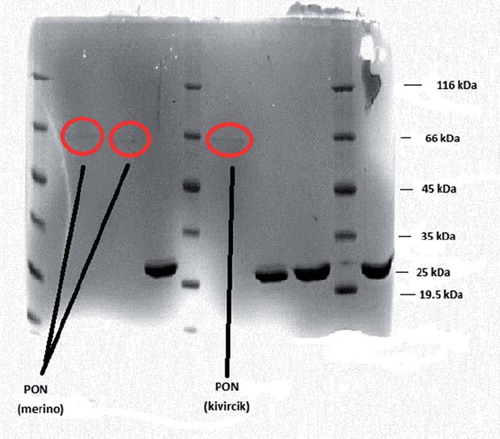 Figure 1. SDS-PAGE of merino and kivircik serum paraoxonase. The pooled fractions from ammonium sulfate precipitation and hydrophobic interaction chromatography (sepharose-4B, L-tyrosine, 1-napthylamine) were analyzed by SDS-PAGE (12% and 3%) and revealed by Coomassie Blue staining. Experimental conditions were as described in the method. Lane 3 contained 3 μg of various molecularmass standards: ß-galactosidase (116.0), bovine serum albumin (66.0), ovalbumin (45.0), lactate dehydrogenase (35.0), ∞-lactoglobulin (25.0), lysozyme (19.5).