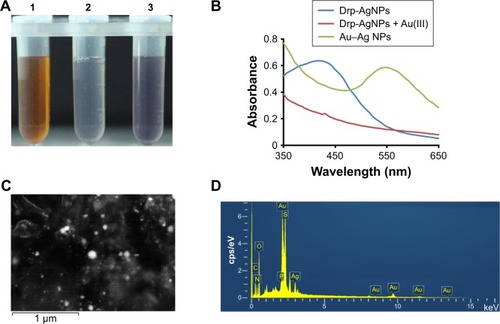 Figure 9 Synthesis of Au–Ag bimetallic NPs based on Drp-AgNPs.Notes: (A) Change in the color of the incubation solution containing: 1, Drp-AgNPs; 2, Drp-AgNPs with 1 mM Au(III) at 1 min and 3, the formed Au–Ag bimetallic NPs at 1 h. (B) Absorbance spectra from 350 to 650 nm of Drp-AgNPs, incubation of Drp-AgNPs with 1 mM Au(III) at 1 min and the formed Au–Ag bimetallic NPs. (C) SEM image of the as-synthesized Au–Ag bimetallic NPs. (D) SEM–EDS image of the Au–Ag bimetallic NPs. Scale bars in the pictures indicate the corresponding length.Abbreviations: NP, nanoparticle; Drp-AgNP, D. radiodurans protein extract-mediated silver nanoparticle; SEM, scanning electron microscope; EDS, energy-dispersive X-ray spectroscopy; D. radiodurans, Deinococcus radiodurans.