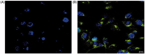Figure 8. Confocal laser scanning microphotographs of (A) Control and (B) C60-OH-APA-DTX treated group.
