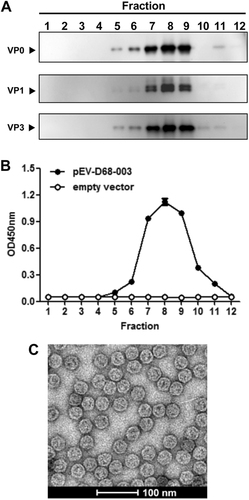 Fig. 2 Characterization of EV-D68 VLP assemblya–b Sucrose gradient analyses. Lysates from pEV-D68-003-transformed yeast were subjected to 10–50% sucrose gradient sedimentation. Twelve fractions were collected from top to the bottom and analyzed by (a) Western blotting with anti-VP0, anti-VP1, or anti-VP3 polyclonal antibodies, respectively, and (b) ELISA with a polyclonal antibody against inactivated EV-D68. c Electron microscopy of EV-D68 VLPs. Bar = 100 nm