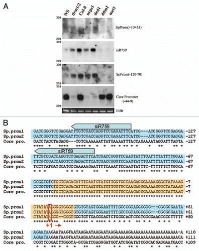 Figure 2 (A) RNA blot analysis of small RNAs homologous to 45S rRNA gene intergenic spacer (IGS) sequences in A. thaliana DNA methyltransferase and chromatin remodeling mutants. All mutant lines tested are in the Col-0 ecotype except drm1/drm2 which is in the WS genetic background. Probe coordinates are relative to the transcription start site, defined as +1. (B) Sequence alignment of rRNA core and spacer promoter regions. Orange boxes represent regions for which siRNA biogenesis requires DRM2 and DRD1. Blue boxes represent MET1 and DDM1-dependent siRNA species. Block arrows show two of the multiple sites homologous to siR759 present in the 45S rRNA IGS repeats. Pol I transcription start site (+1) is highlighted.