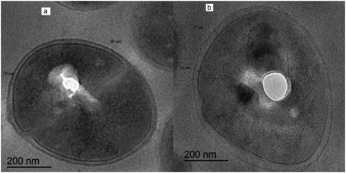 Figure 4. Thin-section micrographs of MRSA cells exposed to sub inhibitory concentration of CHG. (A) CHG susceptible MRSA cells after exposure to 1 mg/L CHG; (B) CHG resistant MRSA cells after exposure to 32 mg/L CHG.