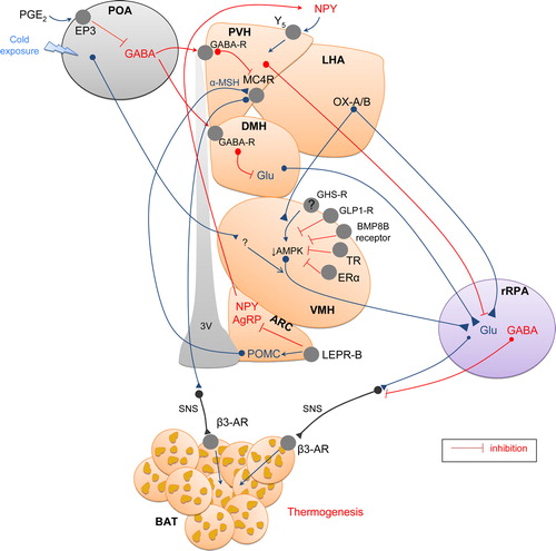 Figure 3. Interactions of hypothalamic nuclei regulating BAT thermogenesis. All complex peripheral signals are integrated at the central nervous system regulating the final output to brown adipose tissue (BAT). The main brain region to integrate them is the hypothalamus where different nuclei play key roles in the thermogenic response. Other brain sites, such as the preoptic area (POA) and rostral raphe pallidus (rRPa), also are involved in this network regulation. Therefore, cold exposure induces neuronal activation of POA, which projects to other neurons in the ventromedial nucleus of hypothalamus (VMH), leading to activation of sympathetic fibers to BAT. There are several lines of evidence showing that this mechanism involves AMP-activated protein kinase (AMPK), which can be regulated by glucagon-like-peptide 1 (GLP-1), bone morphogenetic protein 8B (BMP8B), thyroid hormones (THs), or estradiol (E2), all of which induce sympathetic activity to BAT by decreasing AMPK activity. Some evidence supports that ghrelin may well be involved in activation of BAT thermogenesis; however, definitive proof is lacking. The dorsomedial nucleus of hypothalamus (DMH) is highly involved in BAT regulation. The DMH projects fibers to the rRPa inducing BAT activity by increasing sympathetic tone. The paraventricular nucleus of hypothalamus (PVH) is also involved in the modulation of BAT thermogenesis by projecting inhibitory fibers to the rRPa. The lateral hypothalamic area (LHA) contains orexin (OX-A and OX-B)-expressing neurons which project to the VMH and the rRPa, activating BAT thermogenesis. The arcuate nucleus of hypothalamus (ARC) is characterized by the presence of an orexigenic neural population (coexpressing neuropeptide Y (NPY) and agouti-related protein (AgRP)) and an anorexigenic neuron population (coexpressing proopiomelanocortin (POMC) and cocaine- and amphetamine-regulated transcript which are inversely regulated by leptin. Leptin induces POMC expression and releasing of α-melanocyte-stimulating hormone (α-MSH), which binds to melanocortin-4 receptor (MC4R) within PVH, activating sympathetic fibers to BAT. Leptin also inhibits NPY and AgRP which inhibits sympathetic neurons to BAT trough PVH fibers. 3V = third ventricle; β3-AR = β3-adrenergic receptor; ERα = estrogen receptor alpha; GABA-R = GABA receptor; GHS-R = growth hormone secretagogue receptor; GLP1-R = GLP-1 receptor; Glu = glutamate; LEPR-B = leptin receptor isoform B; SNS = sympathetic nervous system; TR = thyroid hormone receptor; PGE2 = prostaglandin E2; EP3 = prostaglandin E receptor type 3.