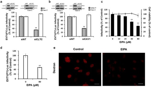 Figure 2. Clathrin, caveolin, and macropinocytosis are not involved in EV71 infection of Caco-2 cells (a, b) Cells transfected with siCLTC (a) or siCAV1 (b) were infected with EV71 (FY)-Luc. Protein levels of CLTC and CAV1 were measured by western blotting and EV71 (FY)-Luc infectivity was measured by firefly luciferase activity. Values are normalized to non-targeting siRNA (siNT) control. (c, d) The cells were pre-treated with EIPA at different concentrations then infected with EV71 (MOI = 10) or EV71 (FY)-Luc. EV71 infectivity was measured by immunofluorescence (c) and EV71 (FY)-Luc internalization was analyzed by firefly luciferase activity (d). Values are normalized to DMSO control. (e) Caco-2 cells were left untreated (control) or were treated with EIPA (100 μM) then incubated with 200 μg/ml AF 555-conjugated dextran (red) for 20 min at 37°C and examined by immunofluorescence microscopy. Scale bars, 100 μm. **p < 0.01.