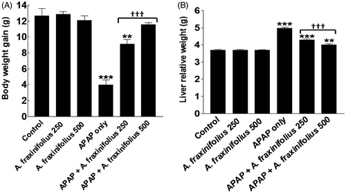 Figure 2. Body weight gain (A) and liver relative weight (B) of control and intoxicated rats. Values are means, with their standard errors represented by vertical bars. A. fraxinifolius: Acrocarpus fraxinifolius; APAP: N-acetyl-p-aminophenol **p < 0.01, ***p < 0.001: compared with the healthy control group; †††p < 0.001: compared with the APAP-intoxicated group that received vehicle; (one-way ANOVA with Tukey’s multiple comparison test).