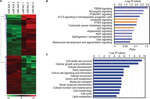 Figure 3 Gene expression profiling of miR-424 and pathway enrichment analysis in HCT116 cells.Notes: (A) Heatmaps of hierarchical gene clustering demonstrating miR-424-regulated transcriptome profiles. After overnight culture, HCT116 cells were transfected with miR-424 and miR-NC for 48 hours, and total RNA was obtained for microarray analysis. For all array analyses, an absolute fold change ≥2.0 and a P-value <0.05 cutoff were applied. The heatmap depicts the 499 mRNAs that were differentially expressed between miR-424 and miR-NC groups in HCT116 cells. (B) Canonical pathway analysis of the 499 differential changes using IPA showing 13 most significant activated (orange) and inhibited (blue) pathways in response to miR-424 expression. (C) Molecular and cell function analysis of the identified 499 genes showing 13 main influenced functional pathways upon miR-424 expression.Abbreviation: IPA, Ingenuity pathway analysis; miR-NC, negative control miRNA.