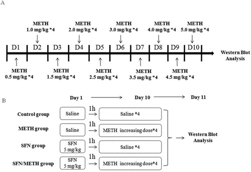 Figure 1. The design of animal experiments. Animal experimental procedures were shown in A and B. In Experiment 1, rats were divided randomly into saline group and METH exposure group. The rats in the METH exposure group received intraperitoneal injections of METH for 10 days following the schedule in A. The saline group rats received a similar volume of saline. In Experiment 2, rats were treated with saline, METH or SFN by intraperitoneal injection (i.p.). Specifically, the method of METH treatment in B was followed by the same METH increasing dose treatment procedure in A. The detailed experimental procedures were described in Method 2.3.