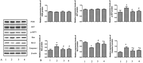 Figure 7 Protein expression results of liver tissue in different groups. (A) Protein levels were determined by Western blotting; (B) Relative expression levels of Bax, Caspase-3, Bcl-2, PI3K, AKT and p-AKT. 1–4 were the results of control group, HS(Tc) group, HS(Tc-1°C) group and HS(Tc+1°C) group, respectively. *P < 0.05, vs control group, #P < 0.05, vs HS(Tc) group.