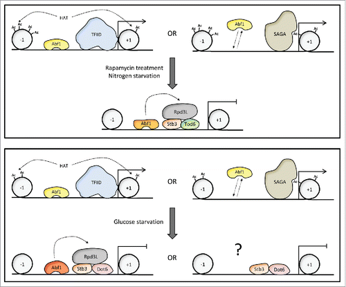 Figure 1. Abf1-dependent changes at Ribi gene promoters in response to nutrient signaling. Partially speculative scheme illustrating the changes in transcription factor interactions, histone acetylation and transcription activity of Abf1-dependent Ribi genes in response to TORC1 inactivation (upper panel) or glucose starvation (lower panel). The different shapes and colors of Abf1 refer to its different phosphorylation states that may predominate under certain conditions. SAGA could support gene activation in the absence of promoter-bound Abf1 (see text). The possibility of an Rpd3L-independent pathway of repression, which might involve Stb3 and Dot6 only, in the absence of bound Abf1, is labeled with an interrogation mark to indicate its purely speculative character. Such a pathway would help to explain how full repression could be attained even at those promoters that do not carry bound Abf1 and would thus be incapable of Rpd3L recruitment. Nucleosomes located upstream and downstream of the nucleosome-free region are indicated (−1, +1). For simplicity of representation, the cis-acting elements recognized by Abf1, Stb3 (RRPE element) and Dot6/Tod6 (PAC element) are not represented on the DNA; their relative positions are approximately indicated by the positions of the corresponding DNA-binding proteins.