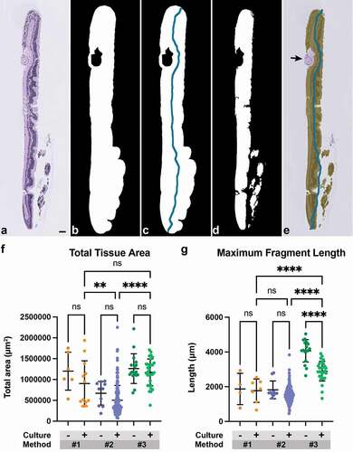 Figure 5. Use of Histogel increases the amount of analyzable tissue per slide. (a) Representative H&E-stained section of a retinal explant. (b) Tissue area was obtained by converting images to grayscale and Otsu thresholding to produce a binary mask. (c) Topological thinning and pruning were performed on this binary mask to obtain a filament representing tissue length for each fragment. (d) Whitespace was removed from both area and length measurements. (e) Additional artifacts, such as fragment of lens capsule (black arrow), were manually excluded from the captured area. (f) Total tissue area and (g) maximum fragment length were compared among minimally cultured or non-cultured (‘-’) and cultured (‘+’) samples across threeembedding methods. Method #3 Histogel-embedded cultured explants has significantly higher tissue area per slide than Method #2 samples and higher fragment length compared to Methods #1 and #2 (One-way ANOVA with post-hoc Šidak’s test for multiple comparisons; **, p < 0.01; ****, p < 0.0001). Scale bar = 100 μm.