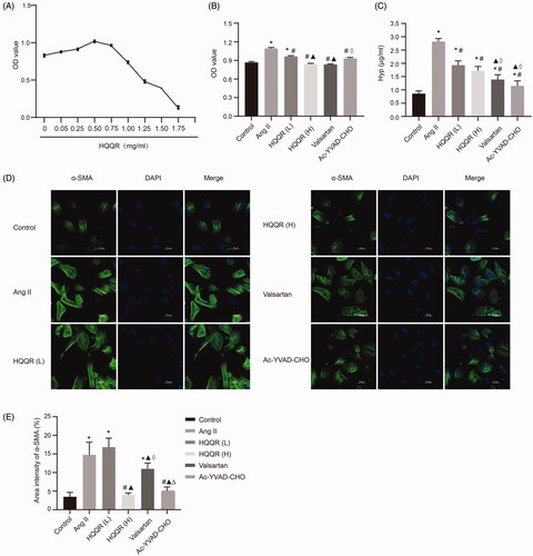 Figure 5. HQQR inhibited the proliferation of CFs and reduced Hyp levels. (A) The proliferation of CFs with different concentrations of HQQR. (B) Effects of HQQR and caspase-1 inhibitor on the proliferation of CFs, measured using the CCK-8 assay. (C) The effects of HQQR and caspase-1 inhibitor on Hyp levels. (D) HQQR and caspase-1 inhibitor effects on the density of α-SMA measured immunofluorescence staining under a laser scanning confocal microscope. (E) Area intensity of α-SMA was quantified by image J. *p < 0.05 vs. control group; #p < 0.05 vs. Ang II group; ▲p < 0.05 vs. HQQR(L) group; ⋄p < 0.05 vs. HQQR(H) group; Δp < 0.05 vs. valsartan group.