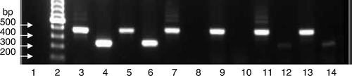 Figure 2.  Comparison of CAstV RT-PCR tests performed with different primer sets using cultured CAstV isolates. Upper row, amplicons of 510 bp generated using the CAstV-for and CAstV-rev primers (A). Lower row, amplicons of 362 bp generated using the CAS pol 1F and CAS pol 1R primers (B). Lane 1, negative control; lane 2, molecular weight marker; lane 3, 612 (A); lane 4, 612 (B); lane 5, P22-18.8.00 (A); lane 6, P22-18.8.00 (B); lane 7, 11672 (A); lane 8, 11672 (B); lane 9, FP3 (A); lane 10, FP3 (B); lane 11, 11522 (A); lane 12, 11522 (B); lane 13, 1009 (A); lane 14, 1009 (B).