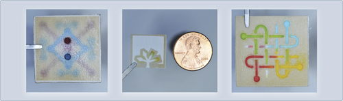 George Whitesides' group at Harvard University has developed microfluidic paper-based analytical devices (µPADs).Photoresist was soaked in paper and then cured under UV light to create hydrophobic barriers that define the channels on individual paper layers. The paper layers were then stacked with double-sided tape to create multilayer devices (on the left and the right). The center device shows how a single liquid sample moves passively through capillary action within defined channels to four termini that can contain different reagents. In the center device, the two channels on the right contain protein assay reagents which detect bovine serum albumin (BSA) in artificial urine through a color change. The channels on the left serve as controls. Images courtesy of George M. Whitesides.