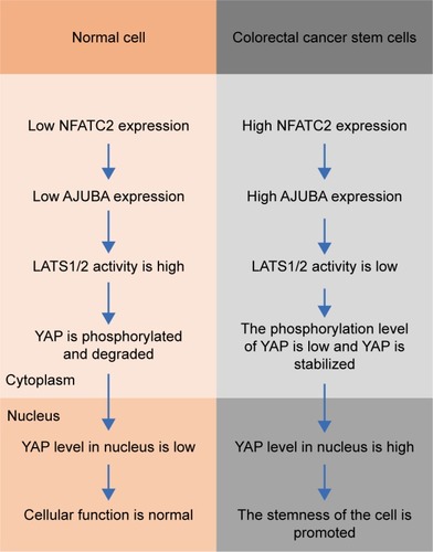 Figure 6 Schematic diagram of NFATC2 promoting the stemness of CRC-SCs. In colorectal cancer stem cells (right), the expression of NFATC2 is upregulated, compared to normal cells (left). Upregulated NFATC2 increases the expression level of AJUBA, and thus stabilizes YAP through AJUBA-mediated inhibition of LAST1/2, which phosphorylates YAP and promotes β-TRCP-dependent degradation of YAP. Stabilized YAP translocates into nucleus, activates the transcription of its target genes, and thereby promoting the stemness in colorectal cancer stem cells.