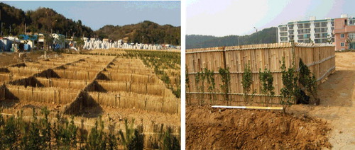 Figure 2. External representation of the bush hedges (left) and sand fence (right) from beach boundary constructed in 2006 before seedlings were planted.