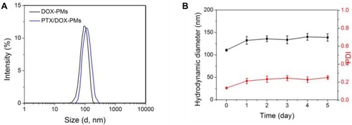 Figure 2 (A) Hydrodynamic diameter of DOX-PMs and PTX/DOX-PMs measured by DLS. (B) Particle size and polydispersity index (PDI) of PTX/DOX-PMs after incubation in the presence of 20% FBS in PBS at pH 7.4 at 37°C for 5 days (n = 3, mean ± SD).Abbreviations: DOX-PMs, doxorubicin-loaded polymeric micelles; PTX/DOX-PMs, paclitaxel and doxorubicin-loaded polymeric micelles; DLS, dynamic light scattering; FBS, fetal bovine serum; PBS, phosphate buffer solution; PDI, polydispersity index.