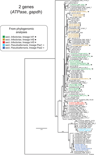 Figure 2. Maximum likelihood tree constructed from the ATPase and gapdh loci combined, including as many unique strains as possible (total = 110 section Infectoriae and Pseudoalternaria strains). ML bootstrapping percentages (branch support) are shown on major branches. Sections and lineages are color-coded to match the phylogenomic analyses. “T” indicates ex-type strains. Previous species designations are shown in taxon labels. Strains not identified to species are indicated as “sect.Inf” and “sect.Pse,” for section Infectoriae and section Pseudoalternaria, respectively.