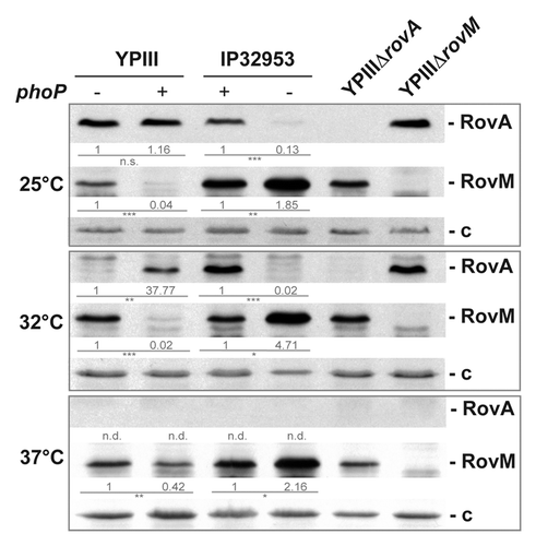 Figure 2. PhoP-dependent RovA expression is mediated via RovM. Whole cell extracts of YPIII (phoP-), YP149 (YPIII phoP+), IP32953 (phoP+), and YPIP06 (IP32953 phoP-) grown to exponential phase at 25 °C, 32 °C, and 37 °C were separated by SDS-PAGE prior to western blotting using polyclonal RovA- and RovM-specific antibodies. As negative controls rovA and rovM deletion strains YP107 and YP72 were included. Relative protein amounts were determined densiometrically using the software ImageJ for three independent experiments and normalized to the respective unspecific protein band (c). Statistical analysis was performed by student’s t test with *, P ≤ 0.05; **, P ≤ 0.005; ***, P ≤ 0.001; n.s., not significant; and n.d., not detectable.