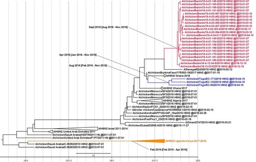Figure 2. Time to the most recent common ancestor of Sub-Saharan African H9N2 viruses. Maximum clade credibility phylogenetic tree of the HA gene. The H9N2 viruses from Togo are represented in blue, Benin in red, and Uganda in orange. The mean TMRCA and the 95% highest posterior density intervals of the relevant nodes are indicated in parentheses.
