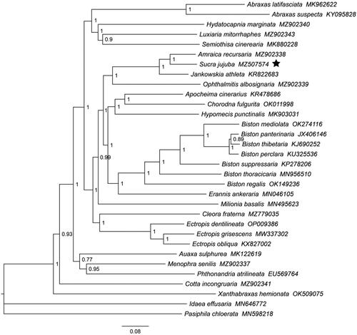 Figure 3. The Bayesian phylogenetic tree of S. jujuba with 29 species in the subfamily Ennominae based on the concatenated nucleotide sequences of 13 PCGs. The black pentagram represented the branch of S. jujuba. The sequences used to construct the tree were as follows: Abraxas latifasciata MK962622, Abraxas suspecta KY095828 (Sun et al. Citation2017), Hydatocapnia marginata MZ902340, Luxiaria mitorrhaphes MZ902343, Semiothisa cinerearia MK880228 (Zou et al. Citation2023), Amraica recursaria MZ902338, Sucra jujuba MZ507574, Jankowskia athlete KR822683 (Xu et al. Citation2016), Ophthalmitis albosignaria MZ902339 (Zheng et al. Citation2022), Apocheima cinerarius KR478686 (Liu et al. Citation2014), Chorodna fulgurita OK011998, Hypomecis punctinalis MK903031 (Sun et al. Citation2021), Biston mediolata OK274116, Biston panterinaria JX406146 (Yang et al. Citation2013), Biston thibetaria KJ690252 (Chen et al. Citation2017), Biston perclara KU325536 (Chen et al. Citation2017), Biston suppressaria KP278206 (Chen et al. Citation2016), Biston thoracicaria MN956510 (Huang et al. Citation2021), Biston regalis OK149236, Erannis ankeraria MN046105 (Chen et al. Citation2019), Milionia basalis MN495623 (Du et al. Citation2019), Cleora fraternal MZ779035, Ectropis dentilineata OP009386 (Lu et al. Citation2023), Ectropis grisescens MW337302 (Song et al. Citation2021), Ectropis obliqua KX827002 (Wang et al. Citation2017), Auaxa sulphurea MK122619, Menophra senilis MZ902337, Phthonandria atrilineata EU569764 (Yang et al. Citation2009), Cotta incongruaria MZ902341, Xanthabraxas hemionata OK509075 (Chen et al. Citation2022), Idaea effusaria MN646772 (Xie Citation2020), and Pasiphila chloerata MN598218 (Song et al. Citation2019). Bayesian posterior probabilities were shown for each node.