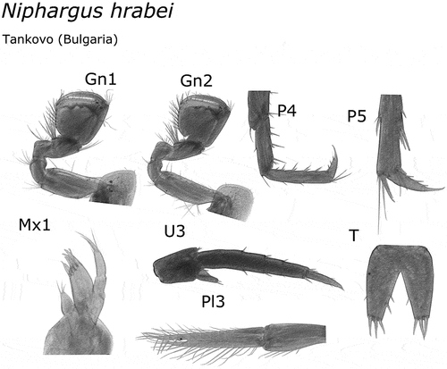 Figure 3. Niphargus hrabei morphology (Gn1, first gnatopod; Gn2, second gnatopod; P4, fourth pereopod; P5, fifth pereopod; Mx1, first maxilla; Pl3, third pleopod; U3, third uropod; T, telson).