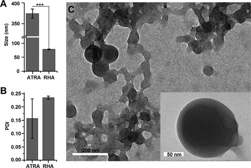 Figure 1 (A) Size and (B) polydispersity index of RHA nanoparticles analyzed by dynamic light scattering. Data are shown as mean with SD error bars (n = 3). Significance difference: *** (P < 0.001). (C) Transmission electron microscopy image of RHA nanoparticles.