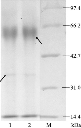 Figure 6. SDS-PAGE analysis of the quasi-spider silk protein expression and purification. Lane M, protein marker, Mid. Range; Lane 1, fermentation supernatant; Lane 2, purified sample.
