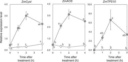 Figure 2. Time course of accumulation of transcripts of ZmCyst, ZmAOS, or ZmTPS10 after spraying (Z)-3-hexen-1-yl acetate (1, Z3HAC) on the leaves of maize seedlings. The leaves were treated with (closed circular) or without (open circular) Z3HAC (1), and RNA was extracted for RT-qPCR at a given time point. Values represent means ± standard error of the mean (SEM) (n=4). Different letters indicate significant difference (P<0.05, two-way ANOVA followed by Tukey-Kramer).