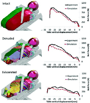 Figure 4 Elderly thorax FE model validation against tabletop tests for intact (top), denuded (middle), and eviscerated (bottom) tissue conditions.