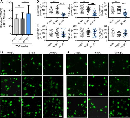 Figure 12 Estrogen at physiological concentration elevates intracellular Mg2+ and downregulates p-p65, TNF-α and IL-1β in cultured DRG neurons. (A) Intracellular free Mg2+ in cultured DRG neurons, determined by multifunctional microplate reader, was elevated by 17β-Estrogen at 10 ng/L but not by at 5 ng/L (n=22–24 plate/group). (B and C) Representative immunofluorescent staining images show the expressions of p-p65, TNF-α and IL-1β in DRG neurons cultured in normal medium containing 0.7 mM Mg2+ (B) and in Mg2+ free medium (C) in the presence of different concentrations of 17 β-Estradiol; Scale bar: 20 μm. (D and E) Statistical analysis of immunofluorescence intensities of p-p65, TNF-α and IL-1β in DRG neurons cultured in normal medium (D) and Mg2+ free medium (E) with different concentrations of 17 β-Estradiol (n = 4–5 fields per group; All the neurons in 20× fields were counted). The data were analyzed by one-way ANOVA with Tukey’s test. *P<0.05, ***P<0.001, vs 5 ng/L 17 β-Estradiol.