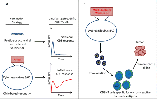 Figure 1. CMV based cancer vaccines induce robust antitumor CD8+ T cell reponses. (A) CD8+ T cell response to different vaccination strategies. Peptide-based vaccination protocols or vaccines using acute-viral vectors elicit classical CD8+ T cell responses consisting of a primary expansion of effector cells followed by a dramatic contraction and maintenance of a low frequency of memory cells. In contrast, CMV-based vaccines produce an ‘inflationary’ response in which CD8+ T cells continue to accumulate over the lifetime of the host. (B) Proposed strategy for utilizing CMV-based vectors to target neoantigens. Potential immunogenic neoantigens can be engineered into the CMV genome to generate recombinant CMV vectors expressing multiple neoantigens. Vaccination with these recombinant vectors may produce ‘inflationary’ CD8+ T cell responses to tumor-specific antigens.