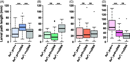 Figure 3. forp1-Gal4 rescues foraging null (for0) larval path length. (A) The pr1 experimental (for0/for0; {forpr1-Gal4}/{UAS-forcDNA}) had significantly longer path lengths than either the Gal4 control (for0/for0; {forpr1-Gal4}/+, p = .00041) and the UAS control (for0/for0; +/{UAS-forcDNA}, p = .0004). (B) The pr2 experimental (for0/for0; {forpr2-Gal4}/{UAS-forcDNA}) did not have significantly longer path lengths than the Gal4 control (for0/for0; {forpr2-Gal4}/+, p = .95). (C) The pr3 experimental (for0/for0; {forpr3-Gal4}/{UAS-forcDNA}) was not significantly different from the Gal4 control (for0/for0; {forpr3-Gal4}/+, p = .93) or the UAS control (for0/for0; +/{UAS-forcDNA}, p = .89). (D) The pr4 experimental (for0/for0; {forpr4-Gal4}/{UAS-forcDNA}) was not significantly different from the UAS control (for0/for0; +/{UAS-forcDNA}, p = .17). Sample size: n = 30 larvae per genotype per plot. The boxplots show the mean with the whiskers displaying 1.5 times the interquartile range. For a rescue to be considered significant the UAS/Gal4 treatment had to be significantly different than both of the UAS and the Gal4 controls.