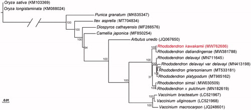 Figure 1. Phylogenetic tree for Rhododendron kawakamii and 17 additional species. The GenBank accession numbers are shown in parentheses. Bootstrap values are shown at nodes.